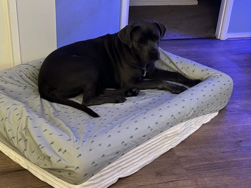Customer photo review of Orthopaedic Dog Bed – Waterproof & Washable
