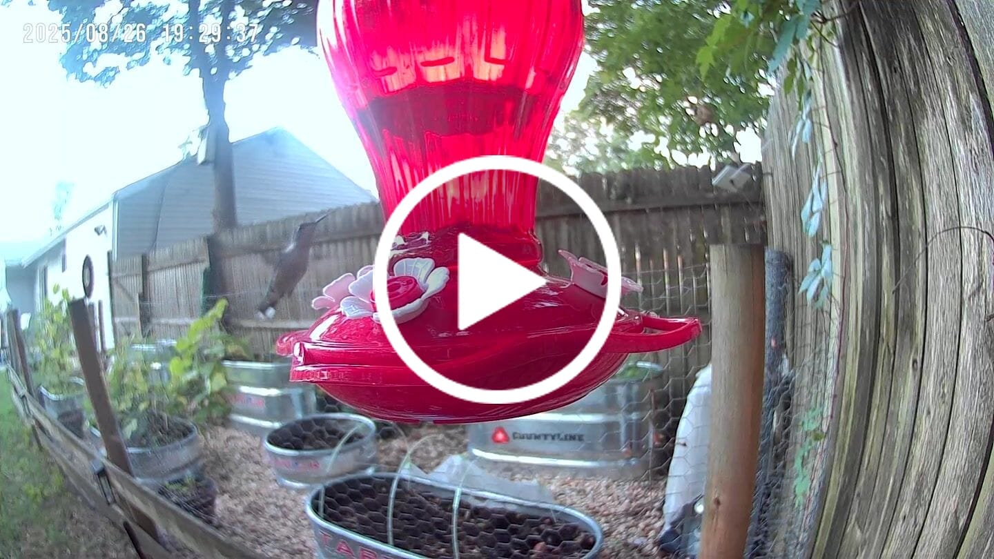 Customer video review of Birdfy Cam - Versatile Standalone Backyard Birdwatching Camera