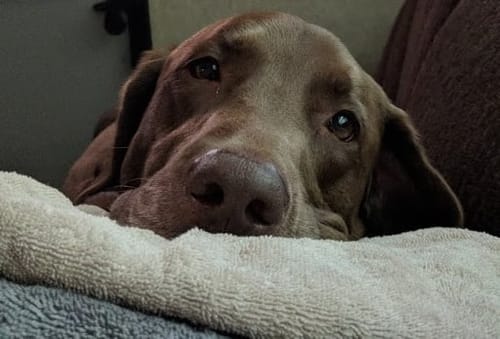 Customer photo review of Petsmont Buddy Guard Large Dog