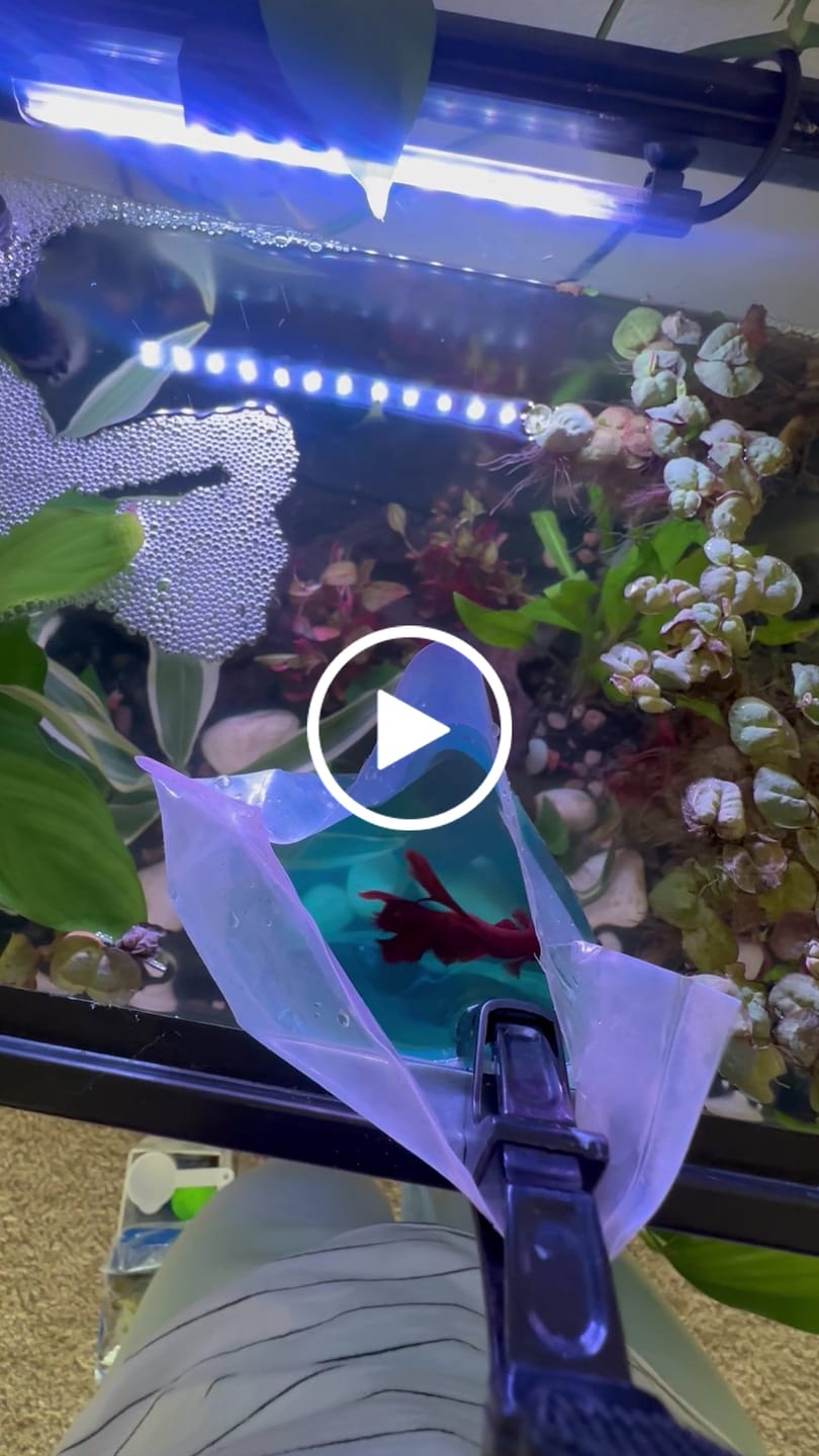 Customer video review of Super Red Halfmoon Male Betta Fish