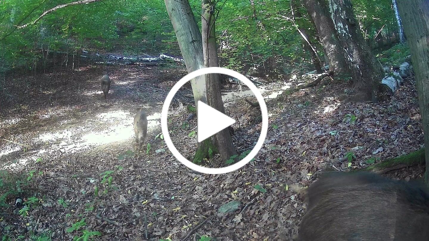 Customer video review of Salzspray Anis - Lockmittel Rehwild, Schwarzwild, Rotwild und Damwild
