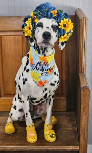 Customer photo review of WagWellies® Mojave