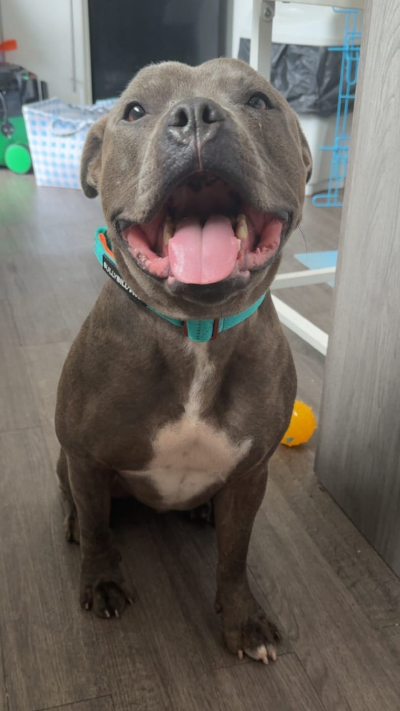 Customer photo review of 4cm LIGHTER Combat® Collar | Handle Rated Clip - Turquoise & Orange