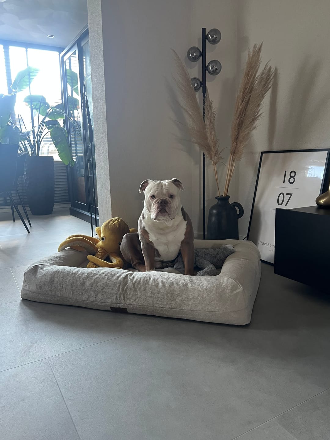 Customer photo review of Pet Perfect Orthopedische Hondenmand