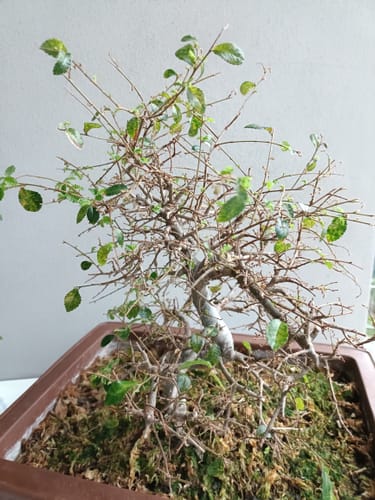 Customer photo review of TOTAL FORCE CB® (AFIDI, COCCINIGLIA, RAGNETTO ROSSO, MAL BIANCO)