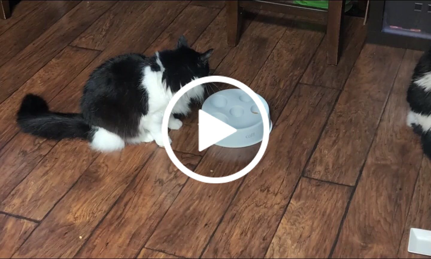 Customer video review of Royal Canin Veterinary Diet - Urinary SO + Hydrolyzed Protein Dry Cat Food