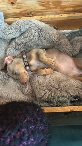 Customer photo review of Puppy Sample Pack