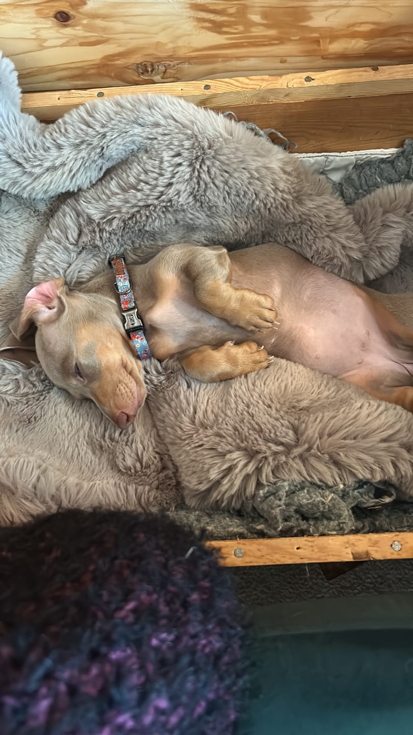 Customer photo review of Puppy Sample Pack