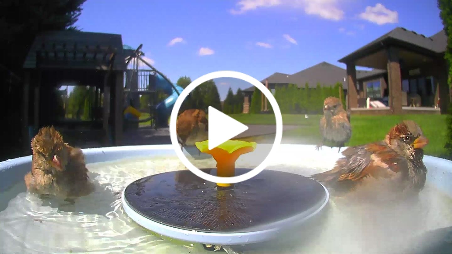 Customer video review of Birdfy Bath Pro - Solar-Powered Smart Birdbath with Fountain