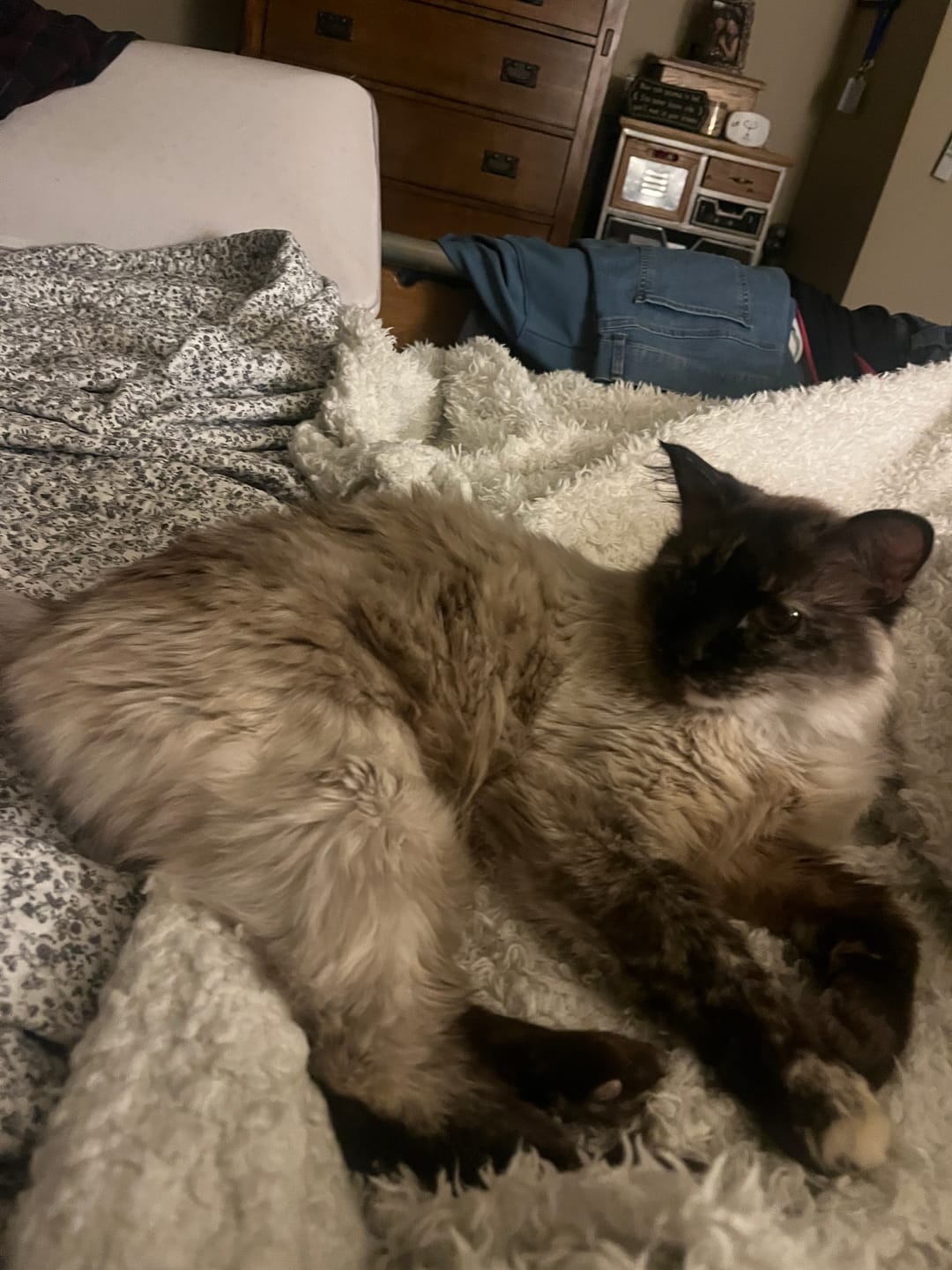 Customer photo review of Cat Dental Care & Bad Breath Remedy