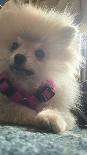 Customer photo review of Y Shaped Dog Harness FUN Fuchsia pink | AnnyX - XXS