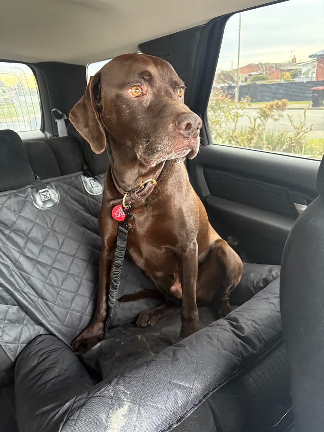 Customer photo review of Pet Seat Belt
