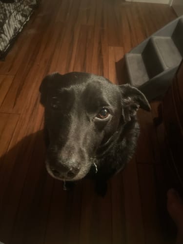 Customer photo review of Petsmont Buddy Guard Medium Dog