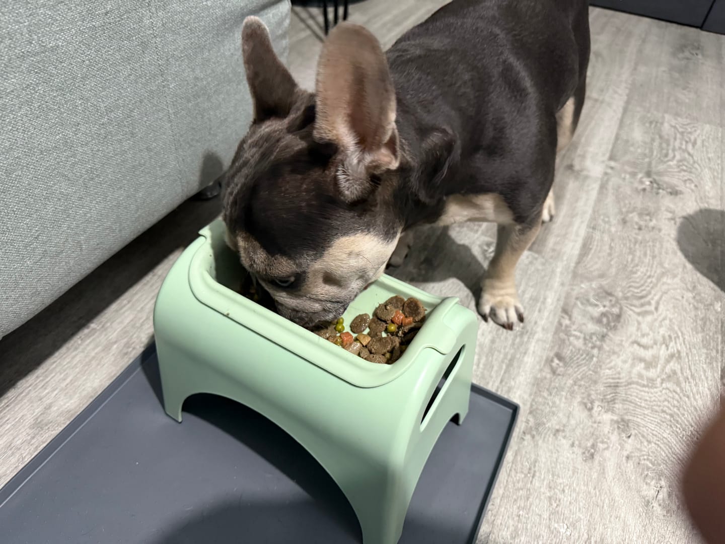 Customer photo review of EasyEat Raised Feeder