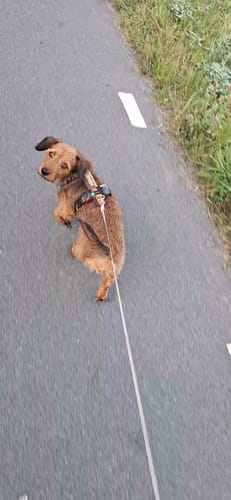 Customer photo review of Anny X FUN harness - Amber/Brown