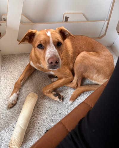 Customer photo review of Buffalo Cheek Rolls - 11 inches