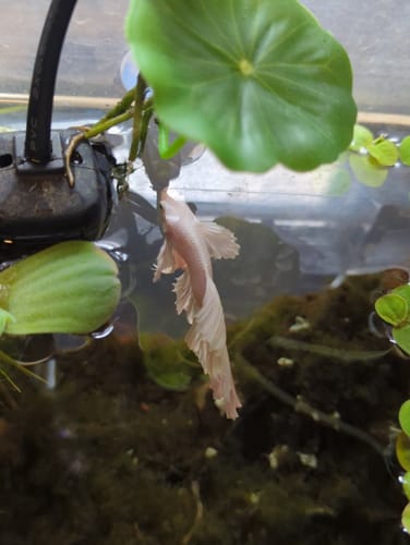 Customer photo review of Super White Dumbo Ear Halfmoon Male Betta Fish