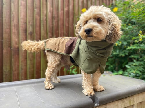 Customer photo review of Breatheshield™ Dog Raincoats