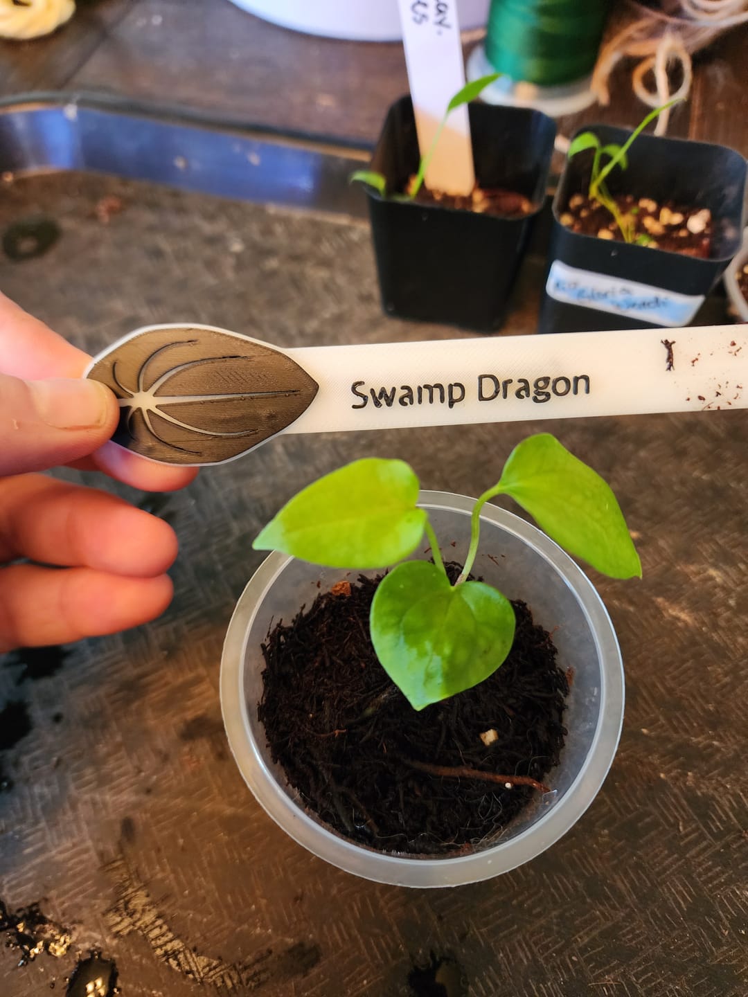 Customer photo review of Swamp Dragon