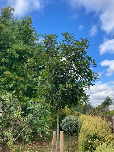 Customer photo review of Red Robin - 3/4 standard trees (150 -160cm clear stem)