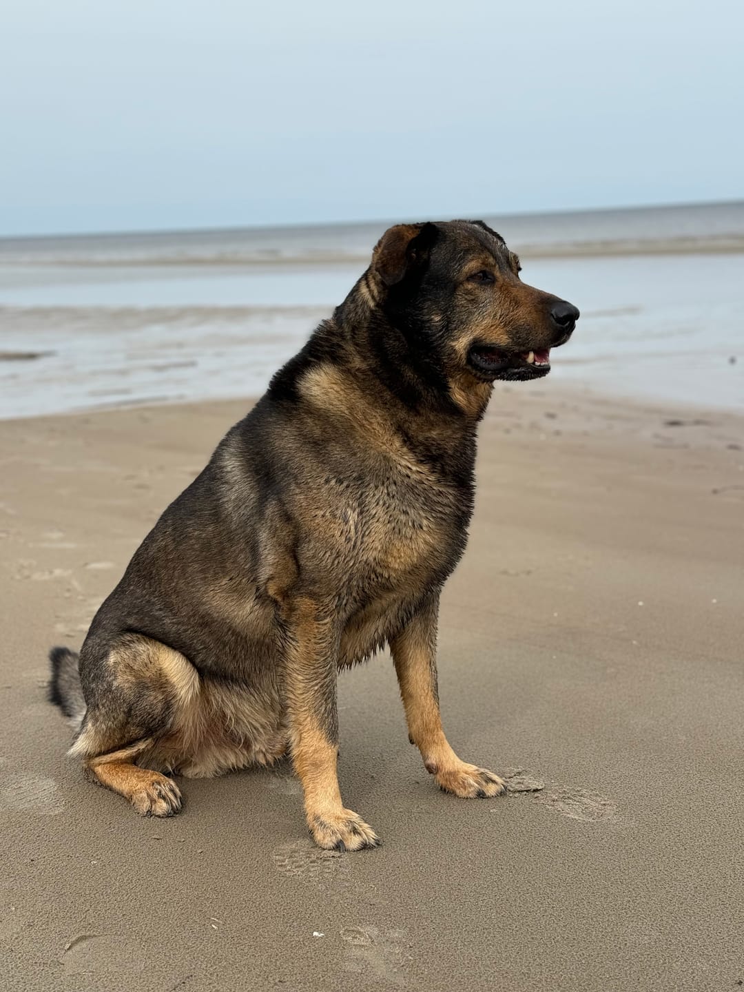 Customer photo review of For Large Joints & Bones | Dog Supplement for Large Dogs