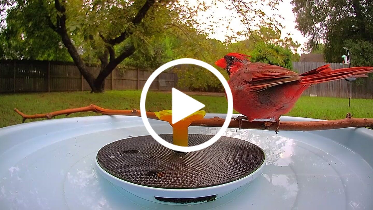 Customer video review of Birdfy Bath Pro - Solar-Powered Smart Birdbath with Fountain