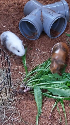 Customer photo review of Kleintiereinstreu