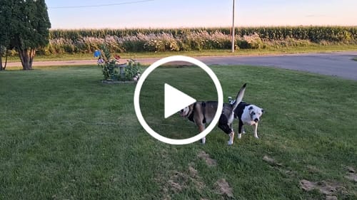 Customer video review of Dual-Leg Hinged Knee Support Harness for Dogs