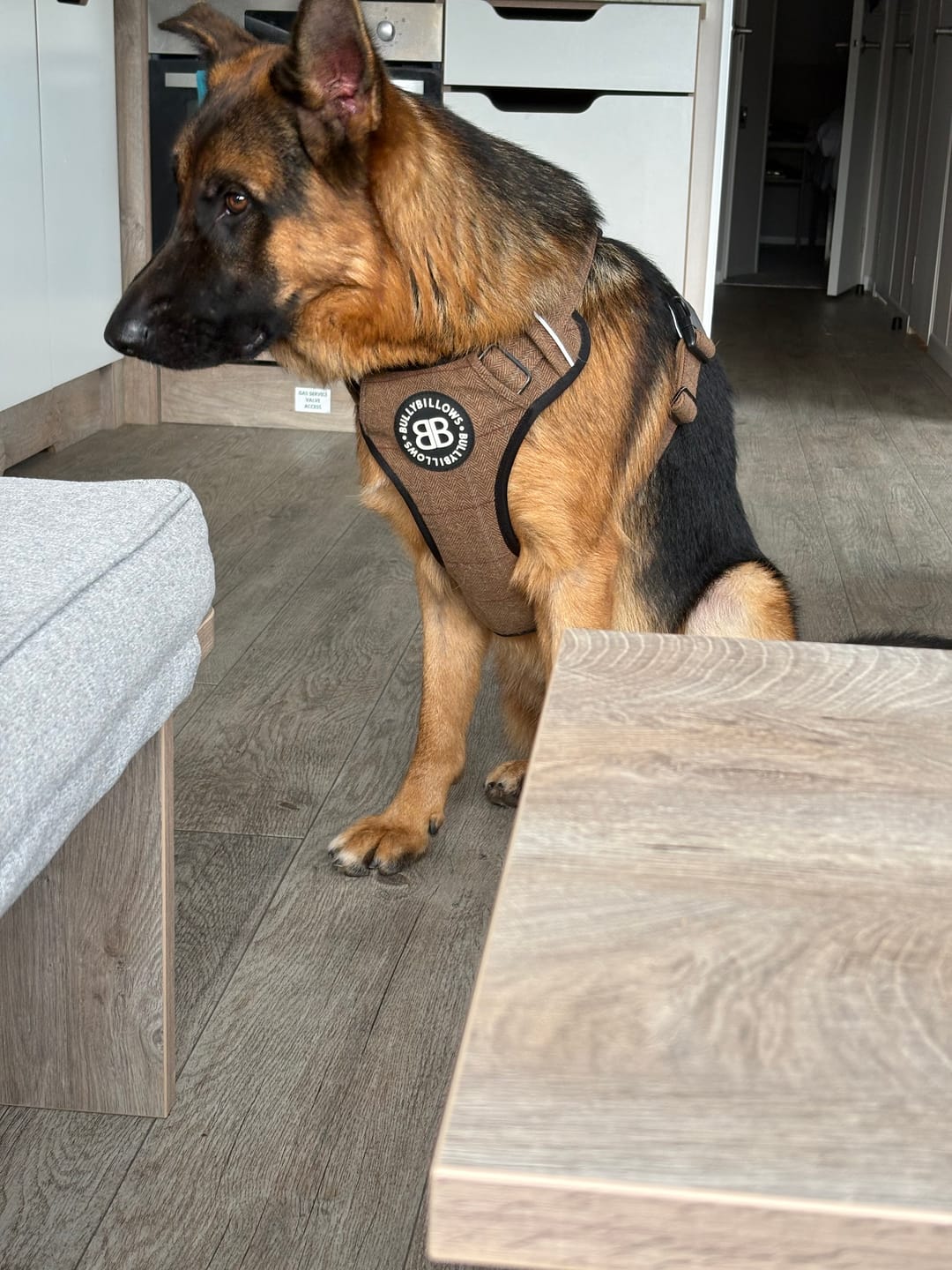 Customer photo review of Premium Comfort Herringbone Harness | Non Restrictive - Classic Tan
