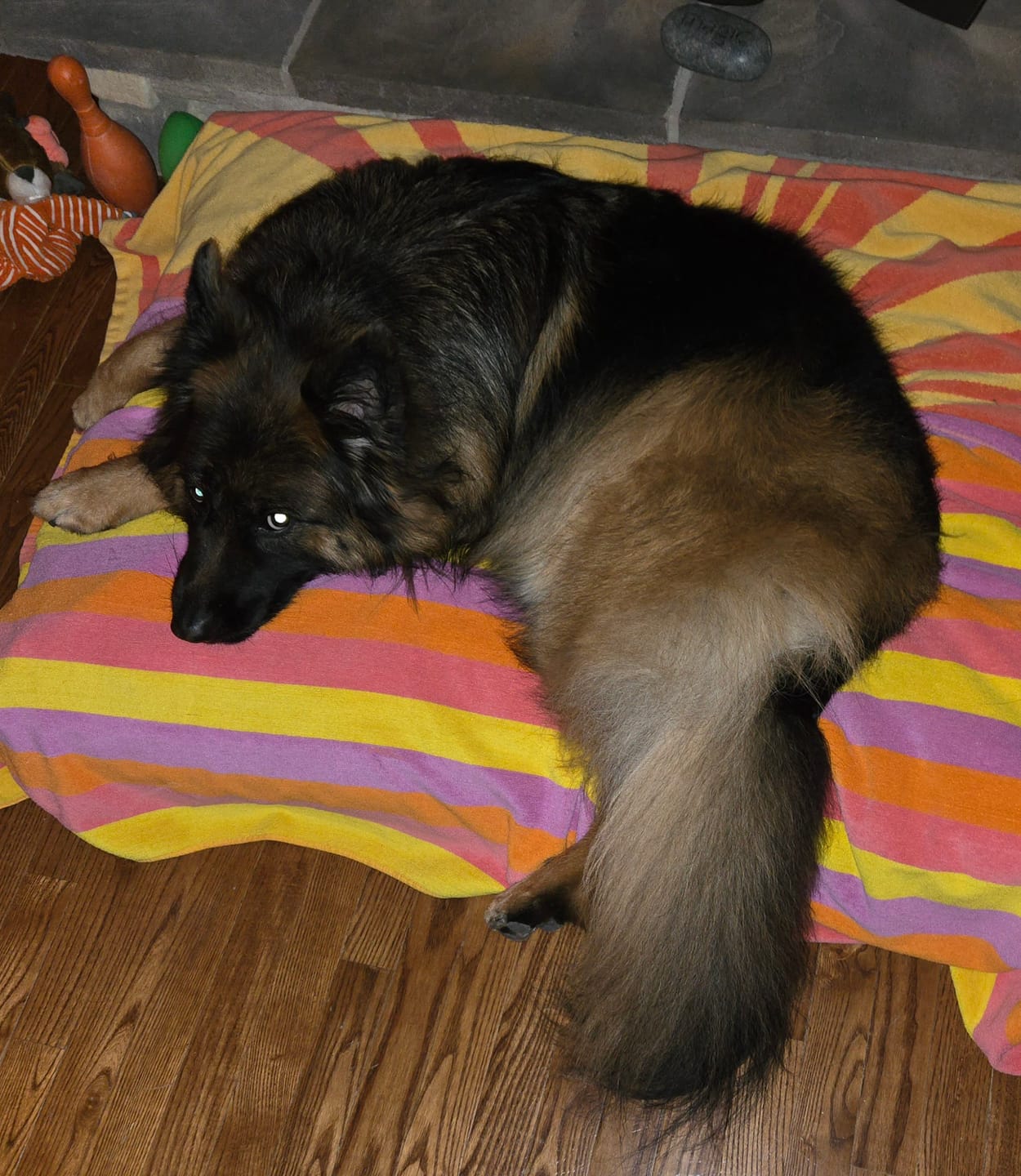 Customer photo review of FurLife™ - Flea & Tick Defense Chews for Dogs