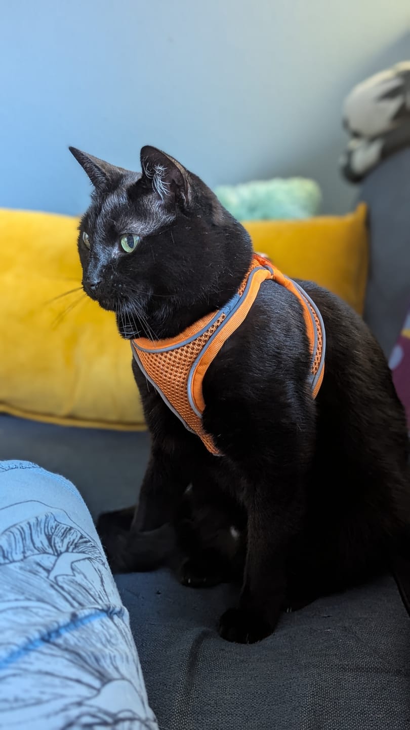 Customer photo review of Explorer Harness | Less boredom. More discovery. A better life for your indoor cat.