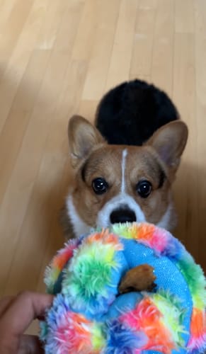 Customer photo review of Chicken Jerky Cookies with Sweet Potato Chips