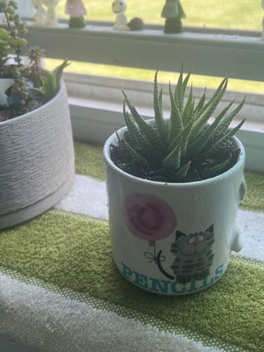 Customer photo review of Haworthia Fasciata | Zebra Plant