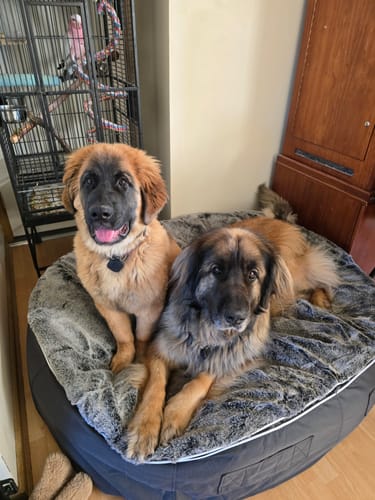 Kerry Y. review of XXL Rebound Foam Mattress Dog Bed - Interior/Outdoor image 1 out of 1