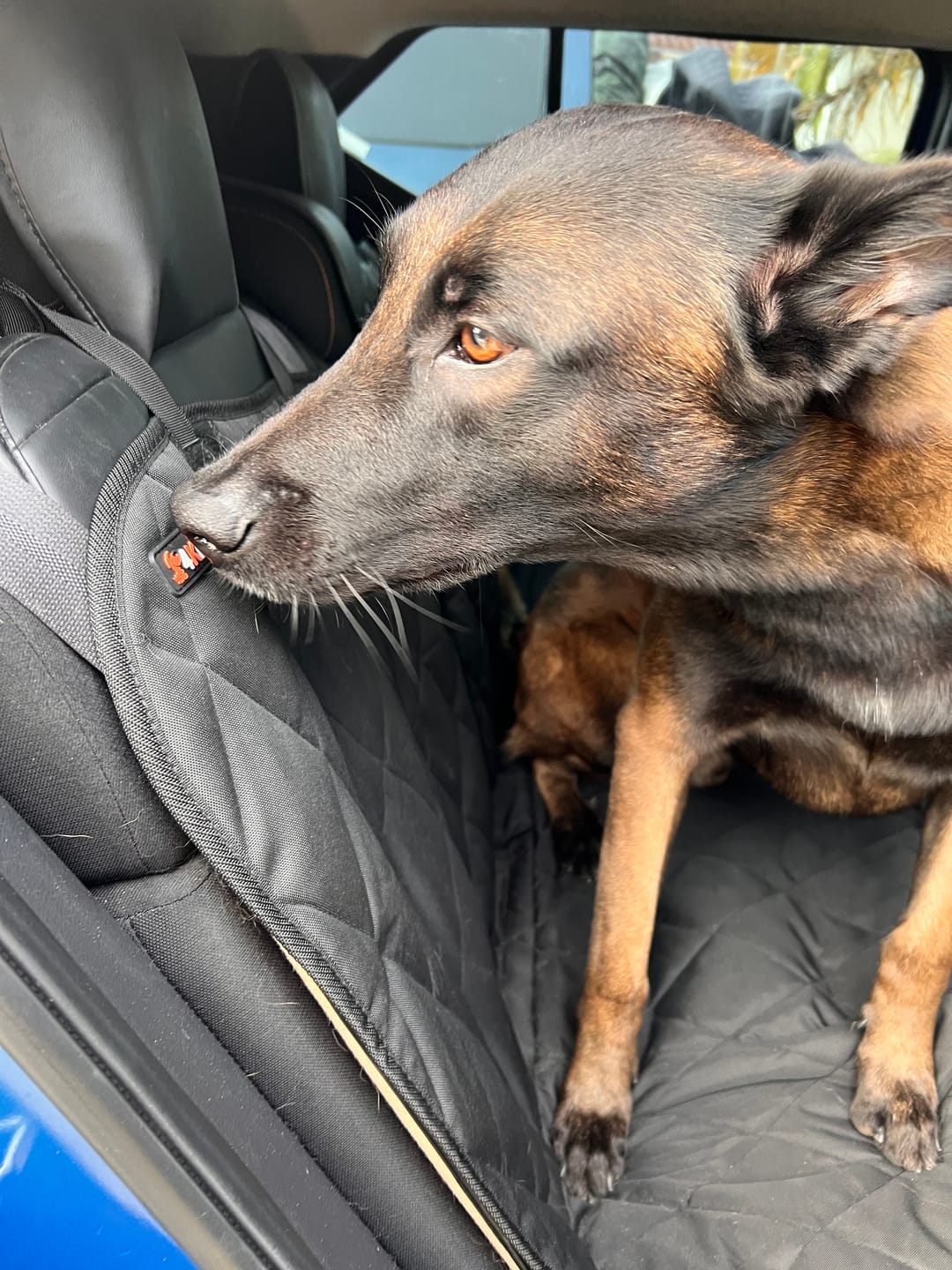 Customer photo review of Rear Seat Cover for Fold Down Seats with Hammock - Regular