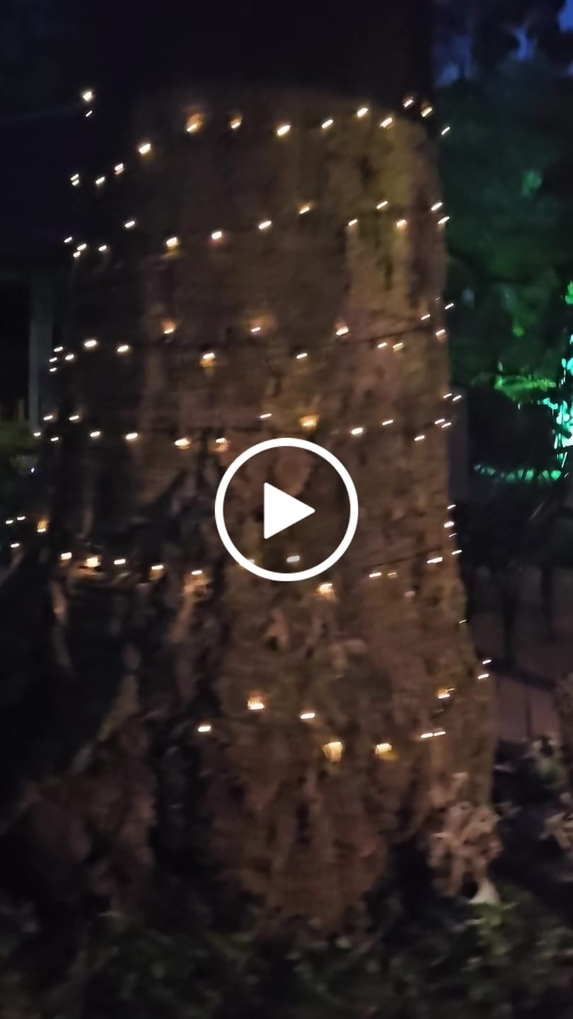 Customer video review of Black String Solar Fairy Lights