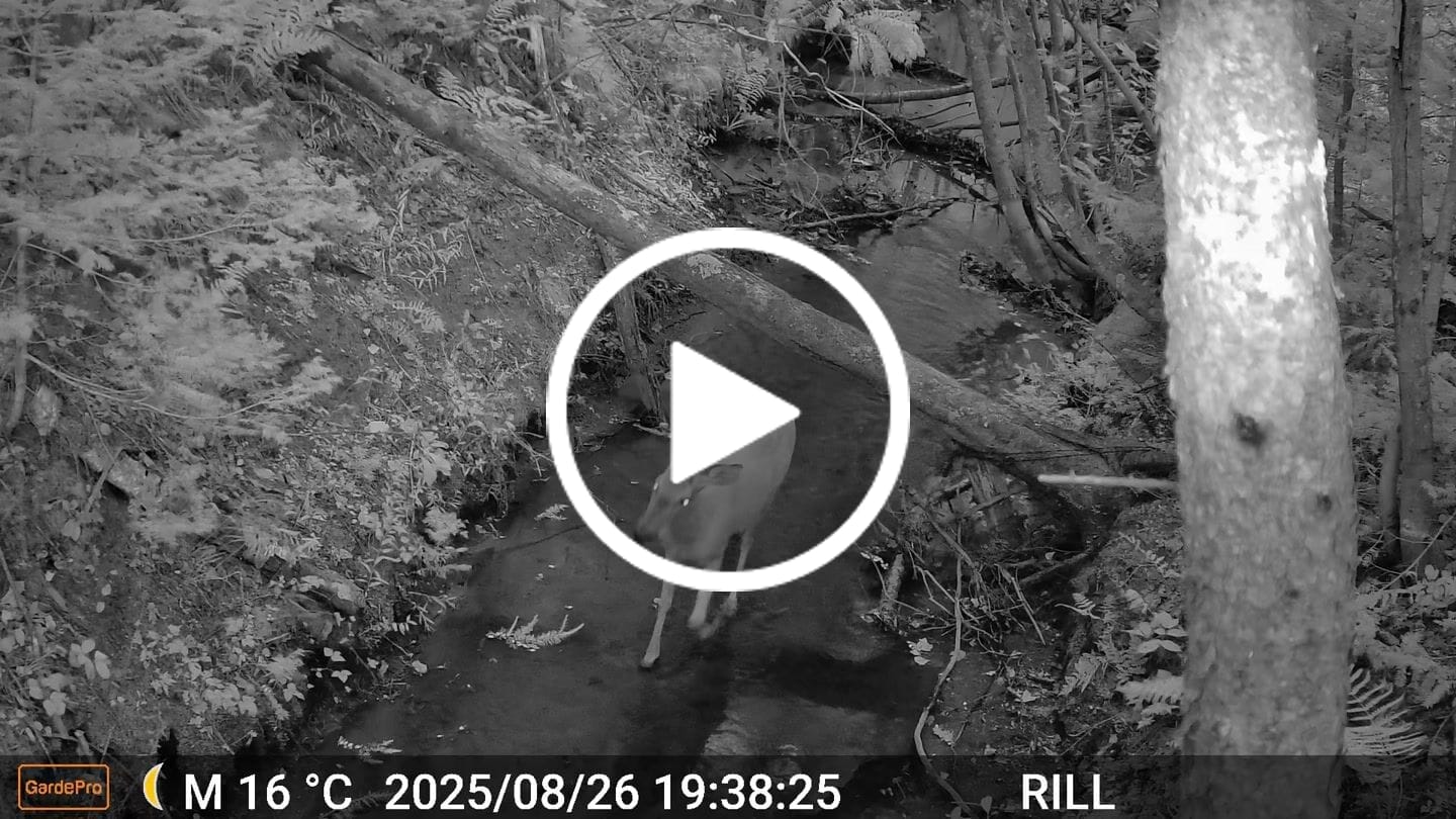 Customer video review of GardePro X66 Pro Cellular Trail Camera