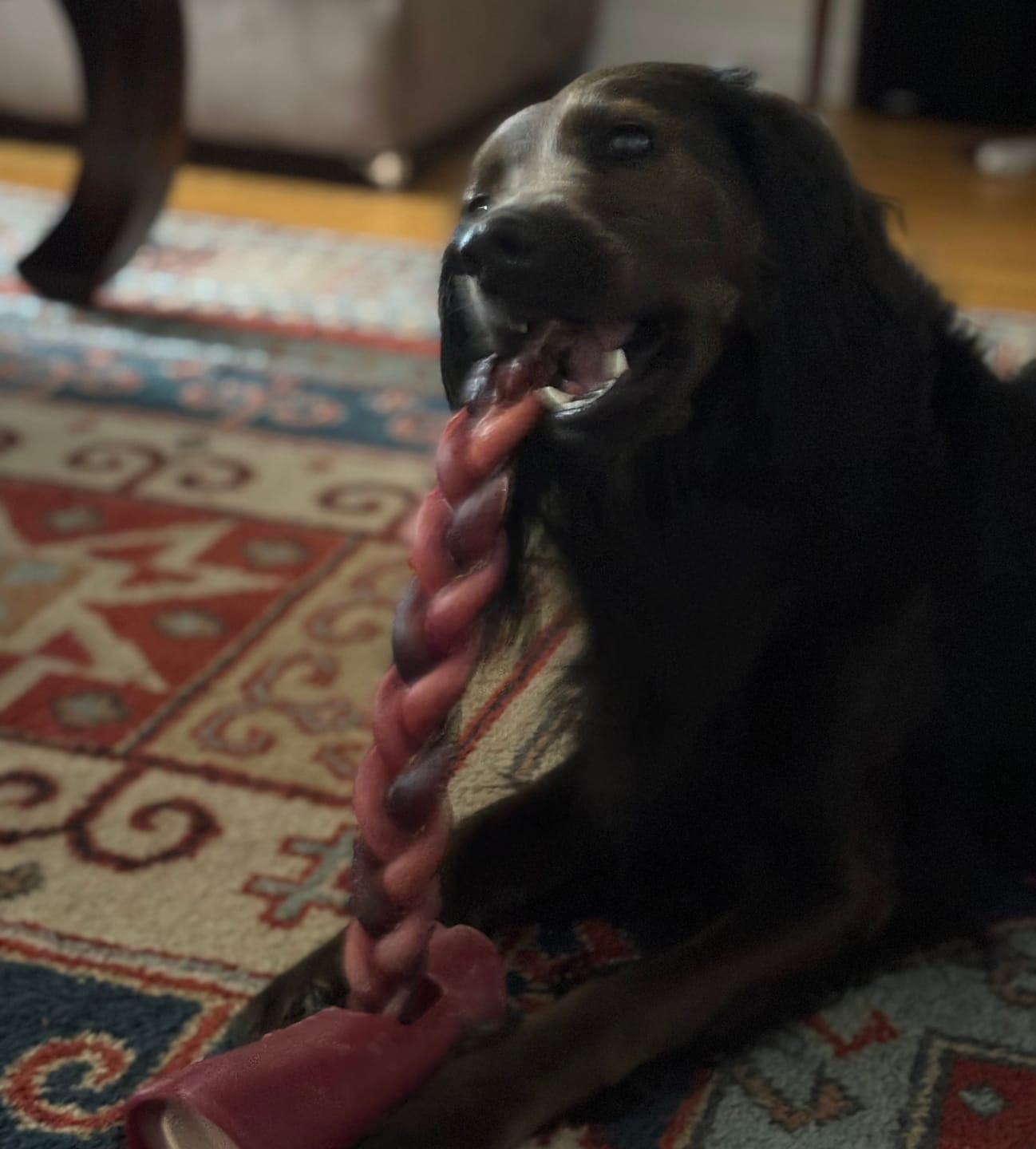 Customer photo review of 12 Inch Thick Braided Bully Stick