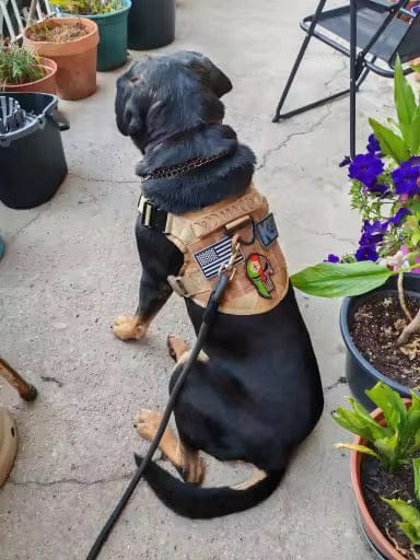 Customer photo review of Striker Military-Grade Tactical No-Pull Harness V4