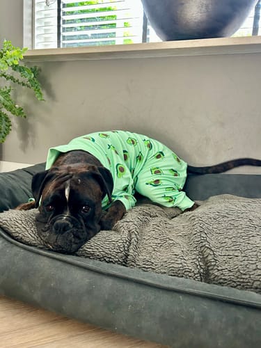 Customer photo review of Dog Pajama - Avocado