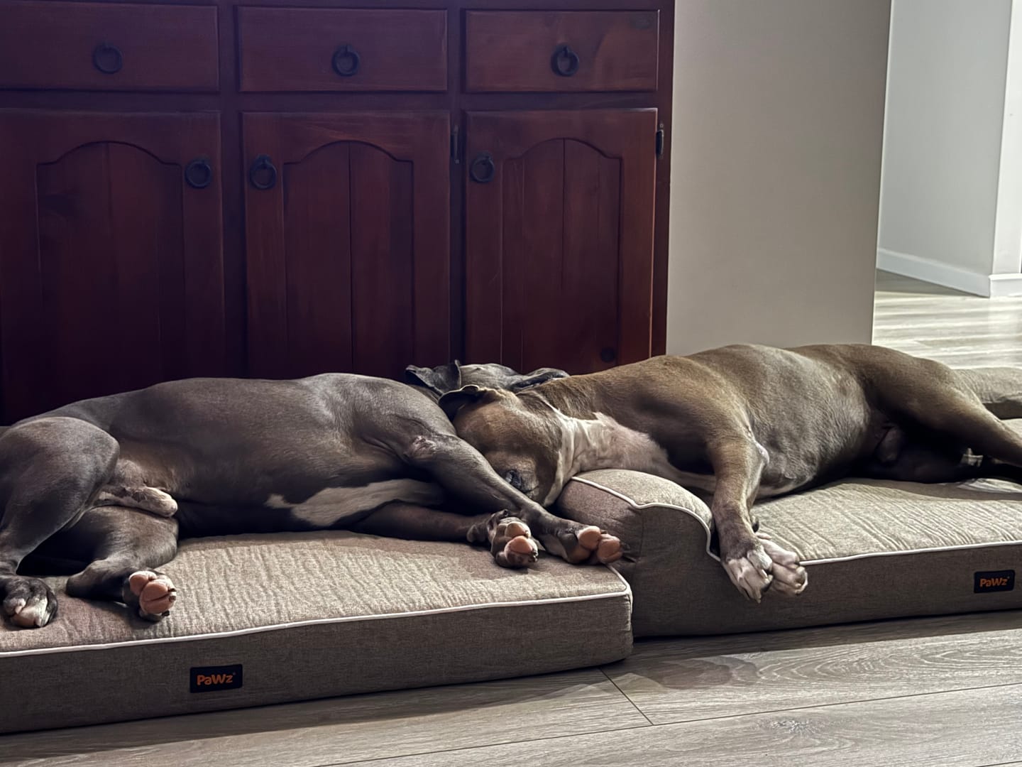 Customer photo review of Orthopedic Pet Bed Memory Foam With Cooling Gel