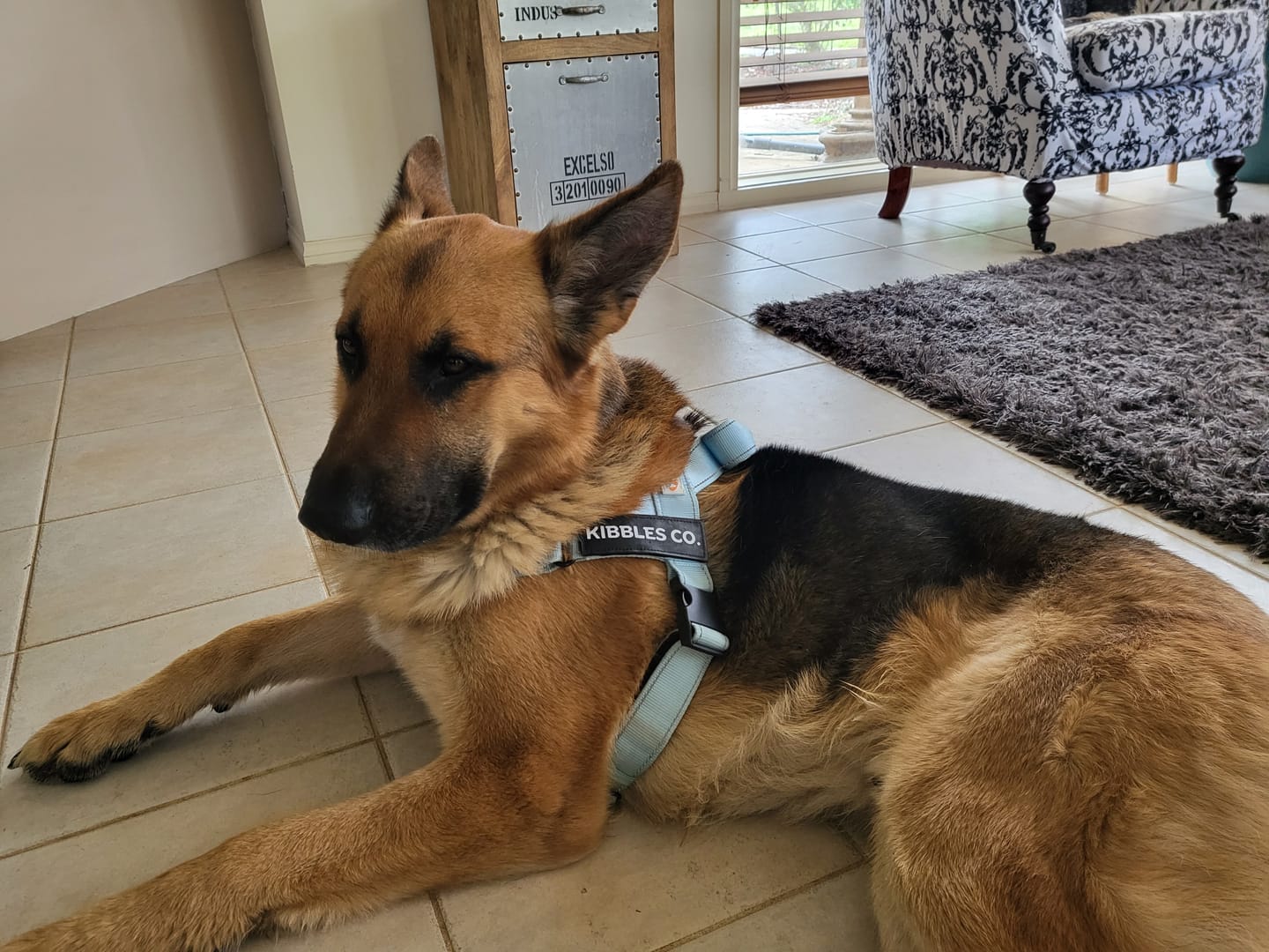 Customer photo review of No Pull Dog Harness