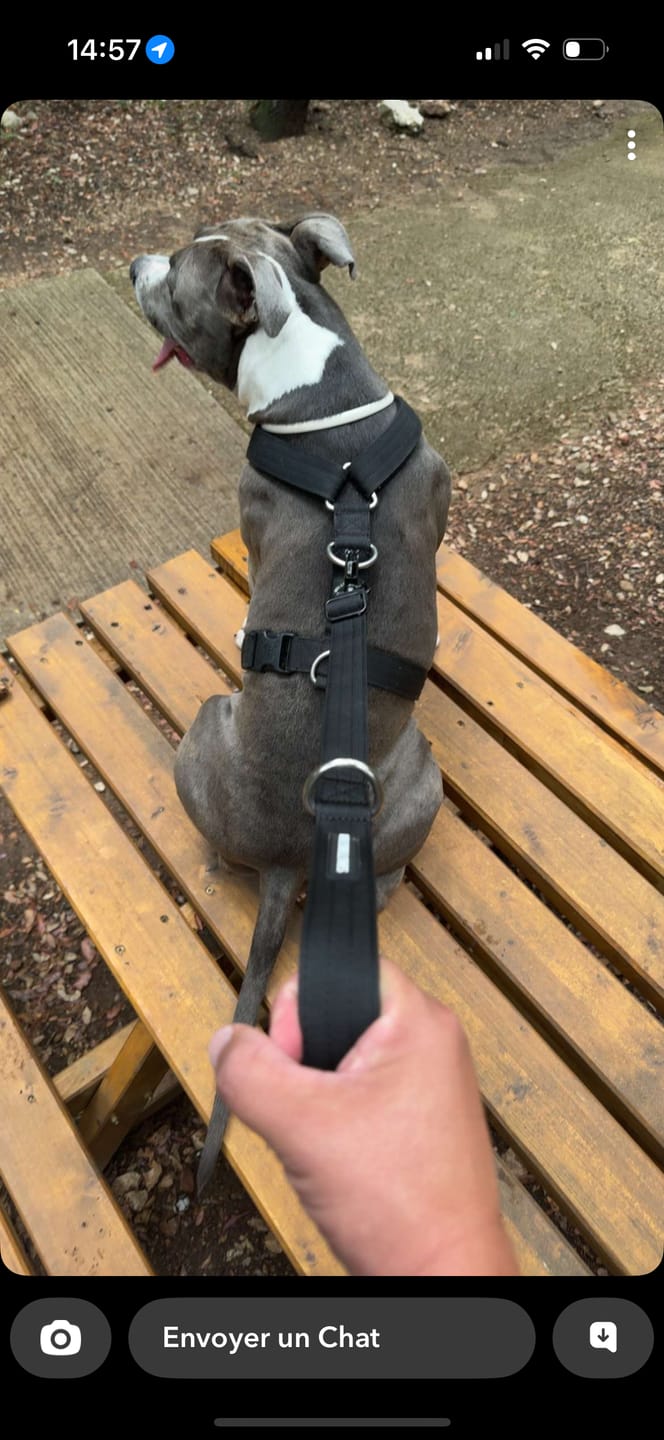 Customer photo review of 1.4m Swivel Combat Lead | Anti-Tangle & Secure Clip - Black