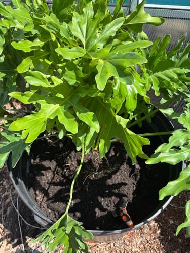 Customer photo review of Lemongrass