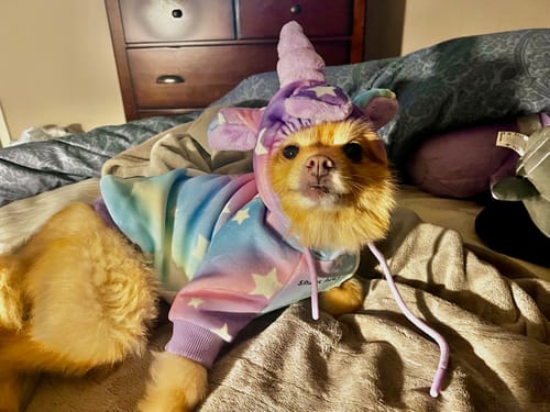 Customer photo review of Halloween Dog Hoodie - Unicorn