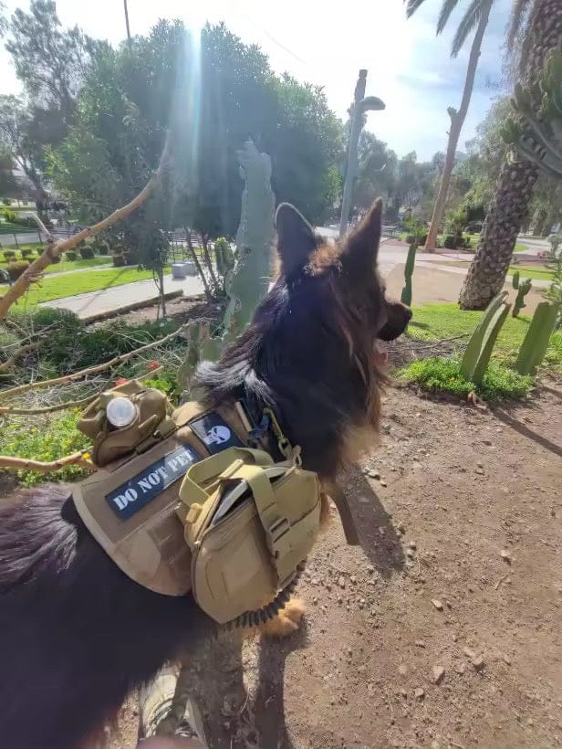 Customer photo review of Striker Military-Grade Tactical No-Pull Harness V4