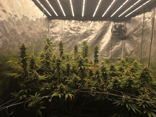 Customer photo review of AC INFINITY EVO10 1000W, 5X5 FT.