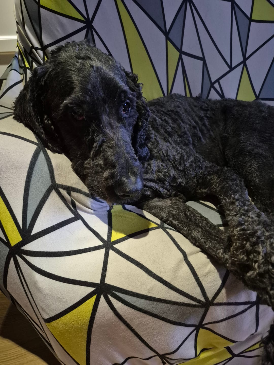 Customer photo review of K9 Choice - Os Mini Dino pour chien (Porc)  3pk