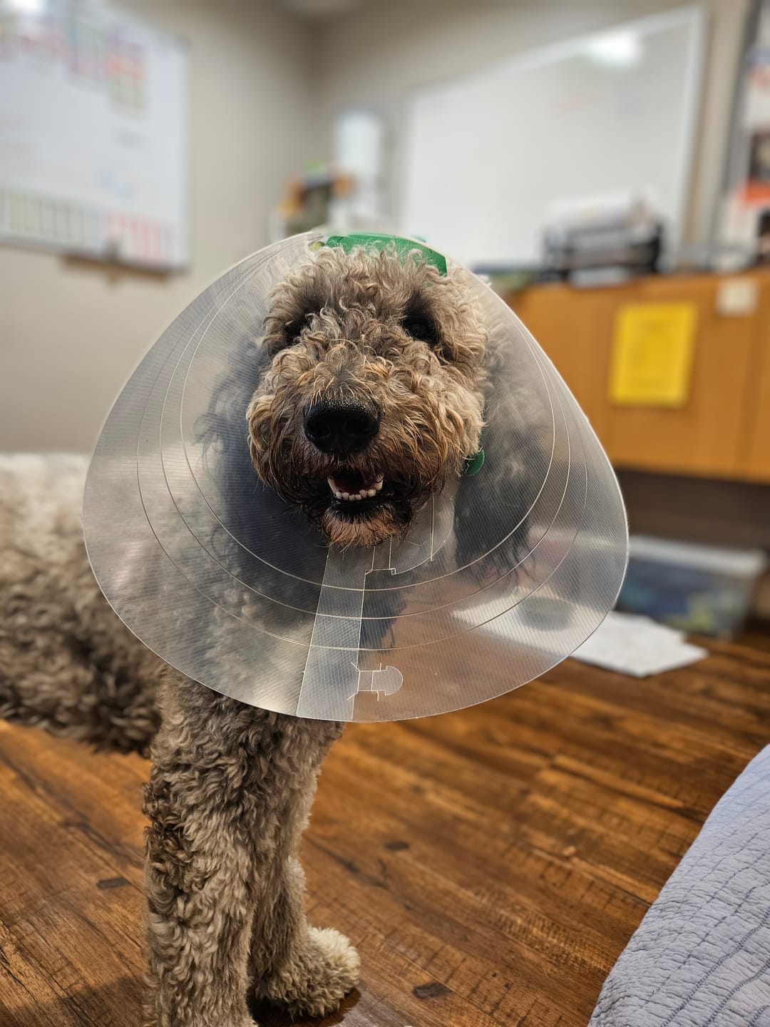 Customer photo review of NovaGuard Recovery Collar