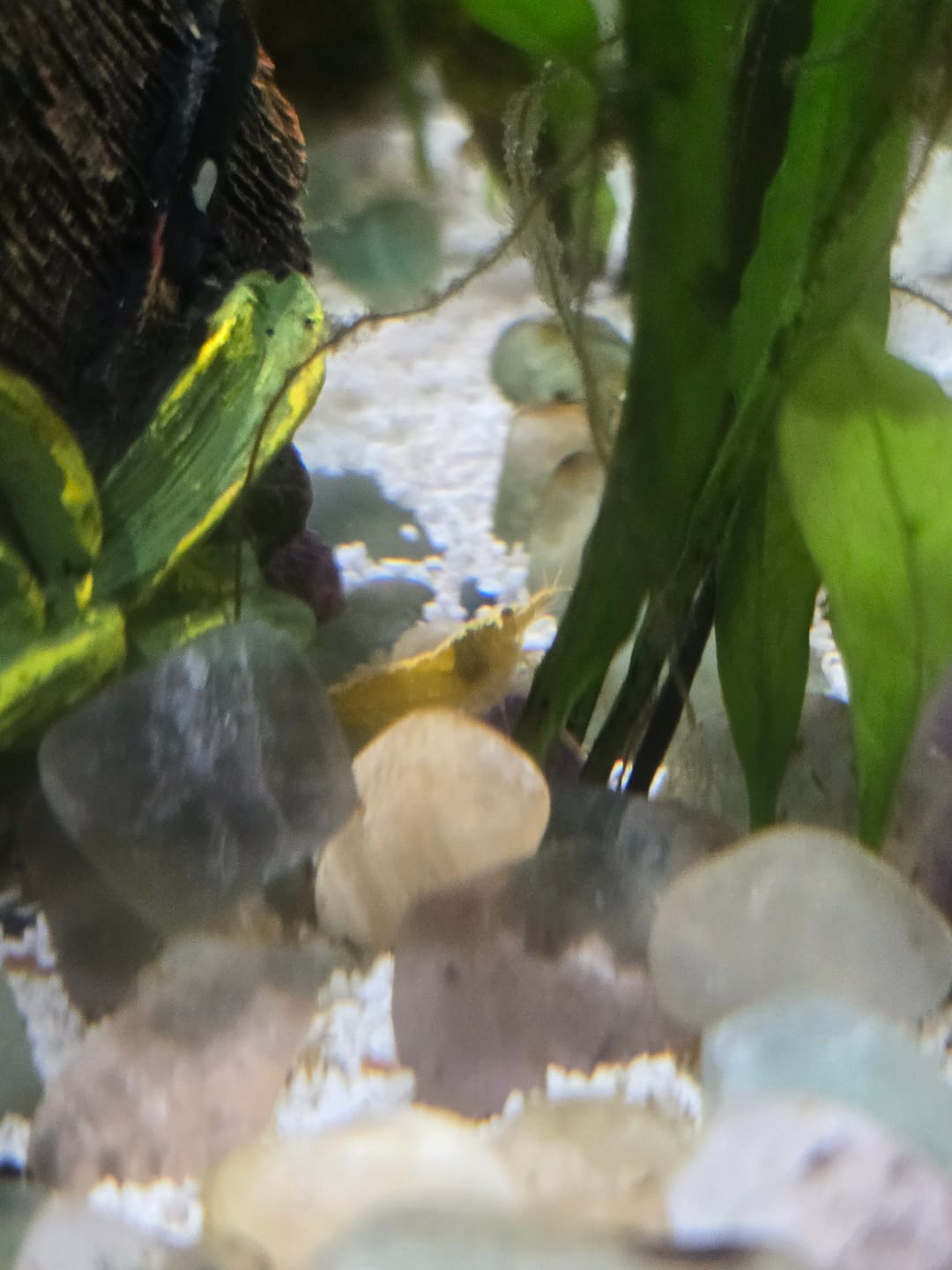 Customer photo review of Neon Yellow Shrimp "NEW"